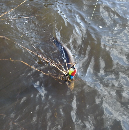 Kisapapukaijan eka kala