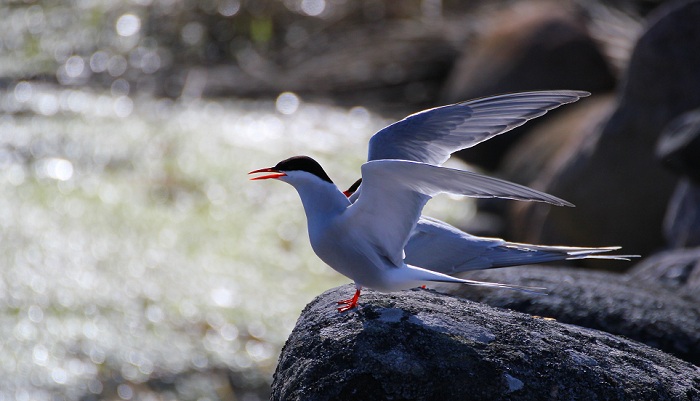 Mökkilahden päivystäjät.