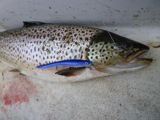 Käärmeellä 55cm.JPG