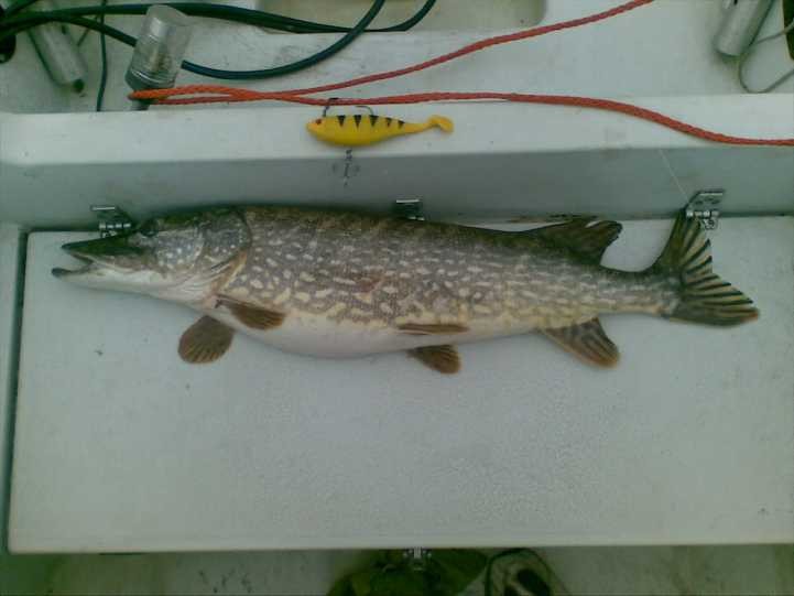 5,2kg 86cm 42ymp.jpg