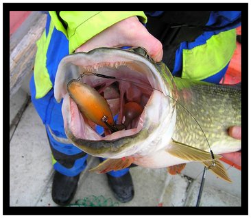 Mikäs se sieltä suusta pilkottaa... Suspijigihän se siellä