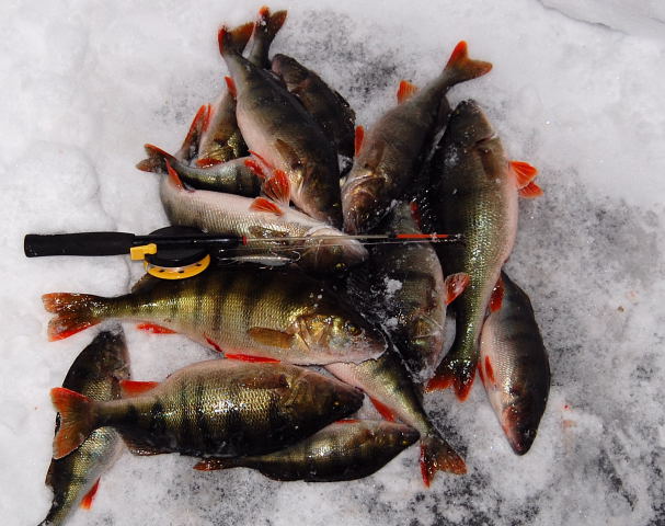 Pilkkivavan pituus 50 cm.