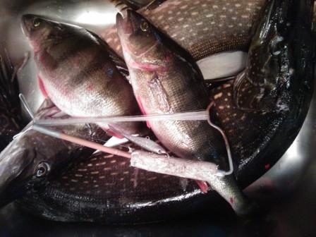 3,7kg hauki_compressed.jpg