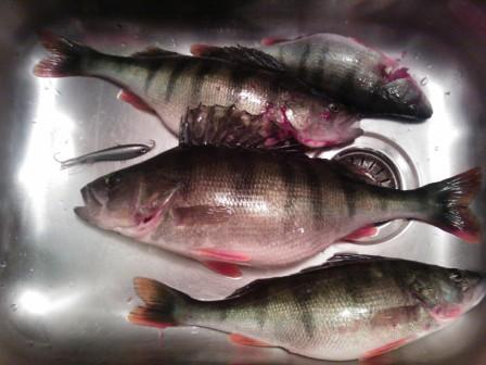 1,1 kg compressed.jpg