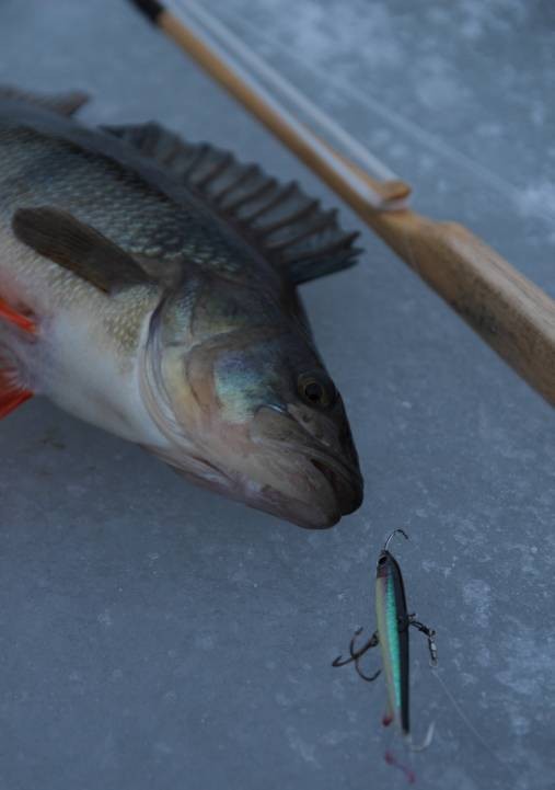 Mipon tilipäivä.jpg