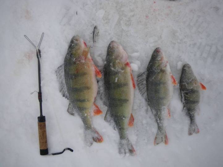 Tuiskupäivän possut.jpg (30.04 KiB) Katsottu 2788 kertaa Tuiskupäivän possut.jpg