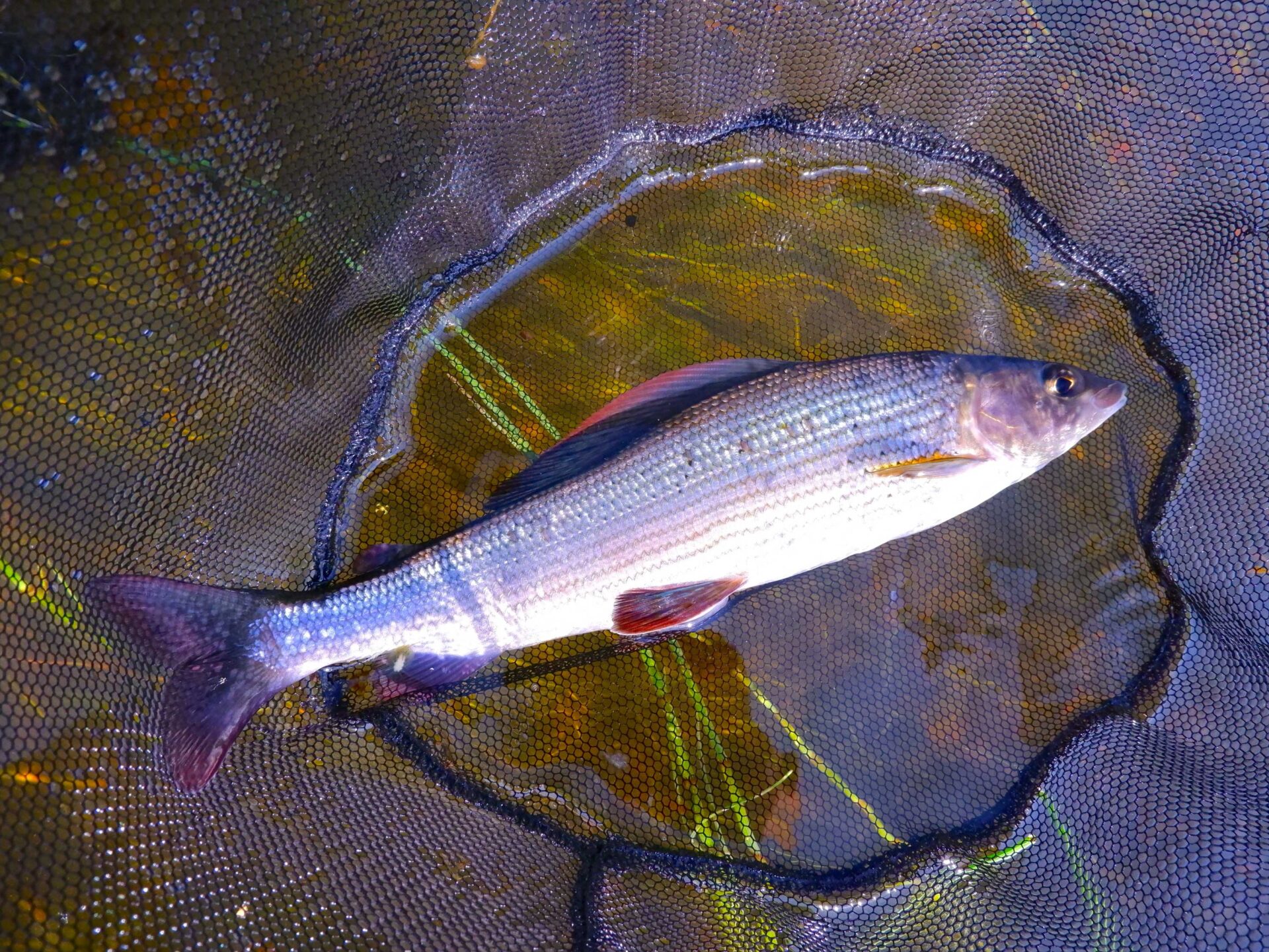 Useista saaliskaloista on jatkossa tehtävä ilmoitus harjus_omakala